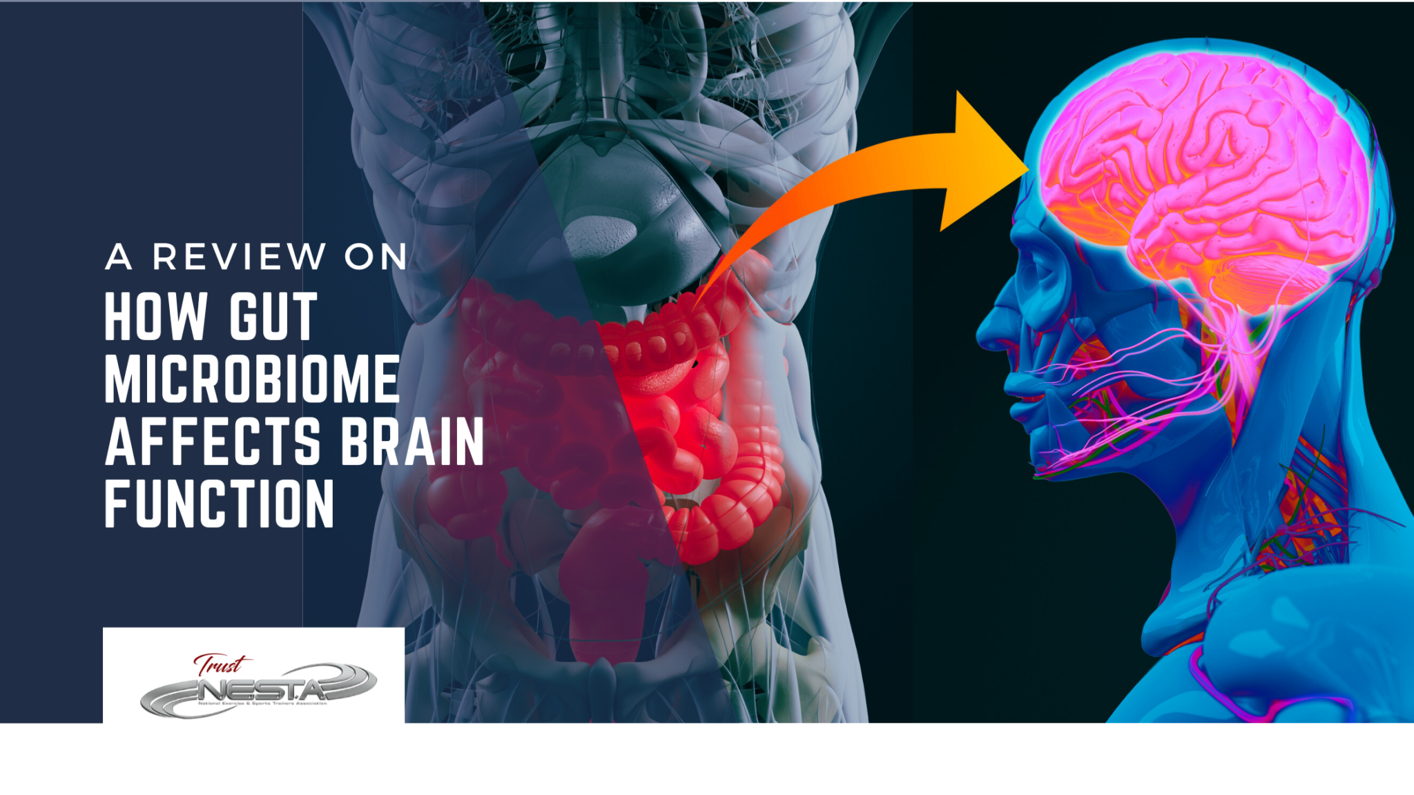 How Gut Microbiota Affects Brain Function