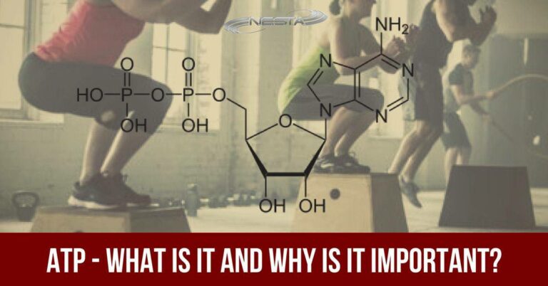 ATP - WHAT IS IT AND WHY IS IT IMPORTANT?