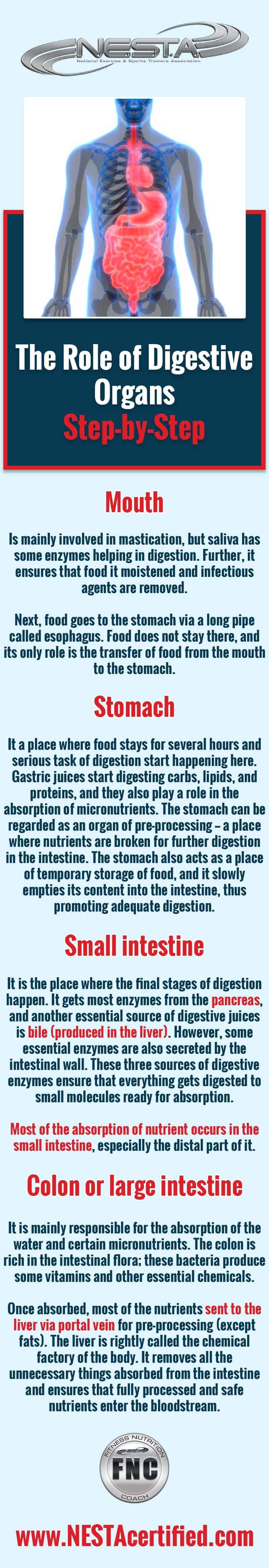 The Stages of Digestion & How Enzymes Help