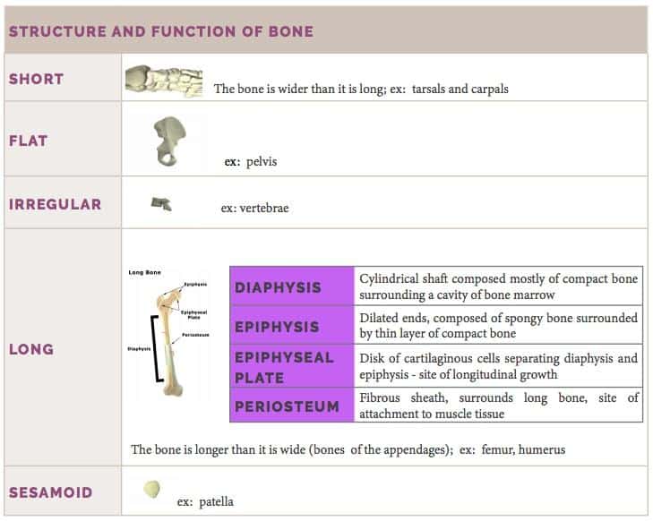 Structure and Function of Skeletal Bone