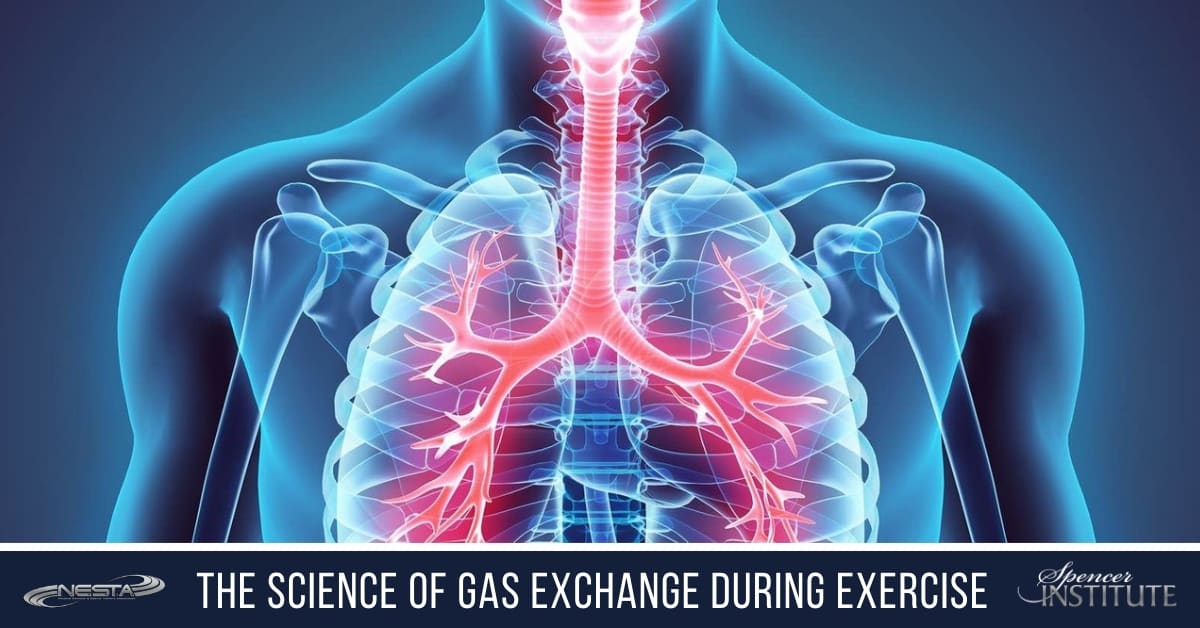what-happens-to-the-lungs-during-exercise
