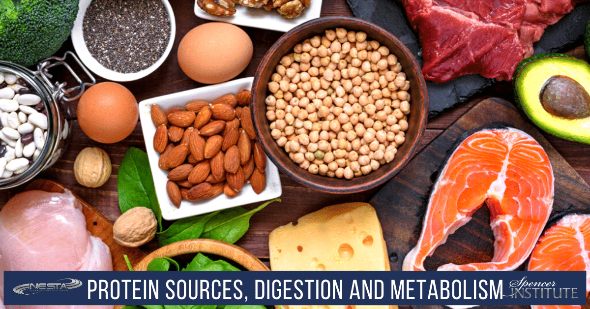 protein sources digestion metabolism health best protein sources