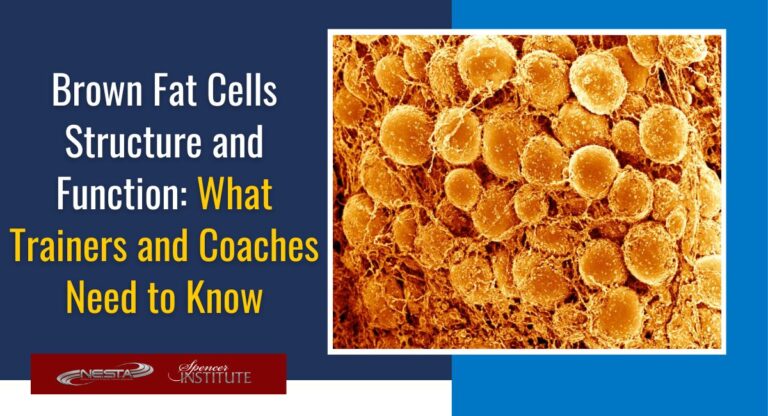 how do brown fat cells improve metabolism?